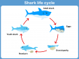 Shark Life Cycle