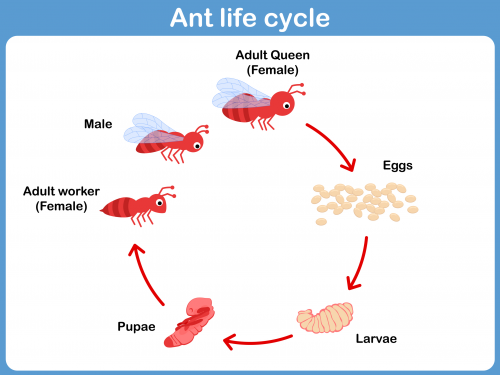 Ant Life Cycle Printable