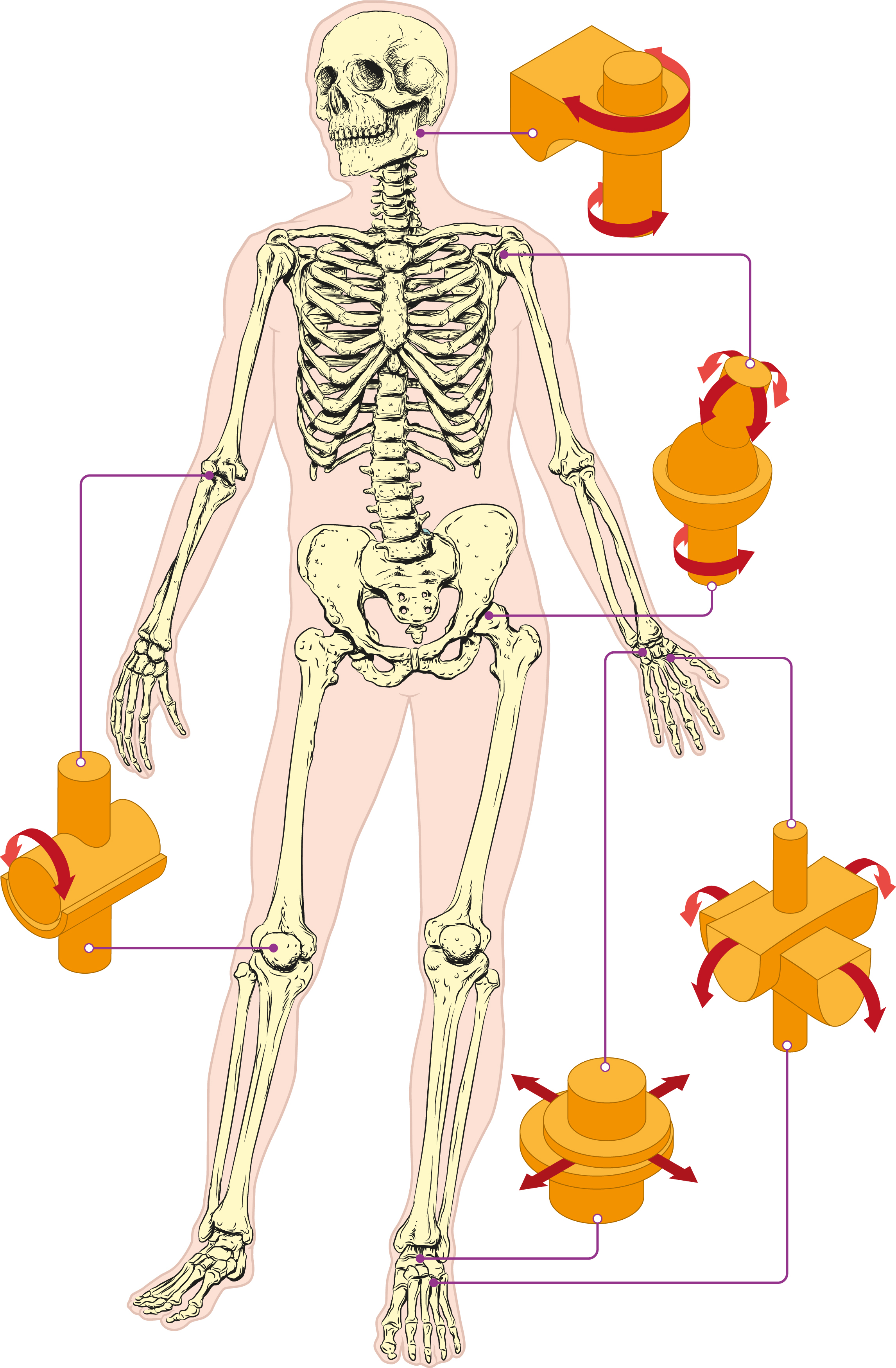 Major Bones In The Human Body - Diagram of Human Organs 3D and Skeleton
