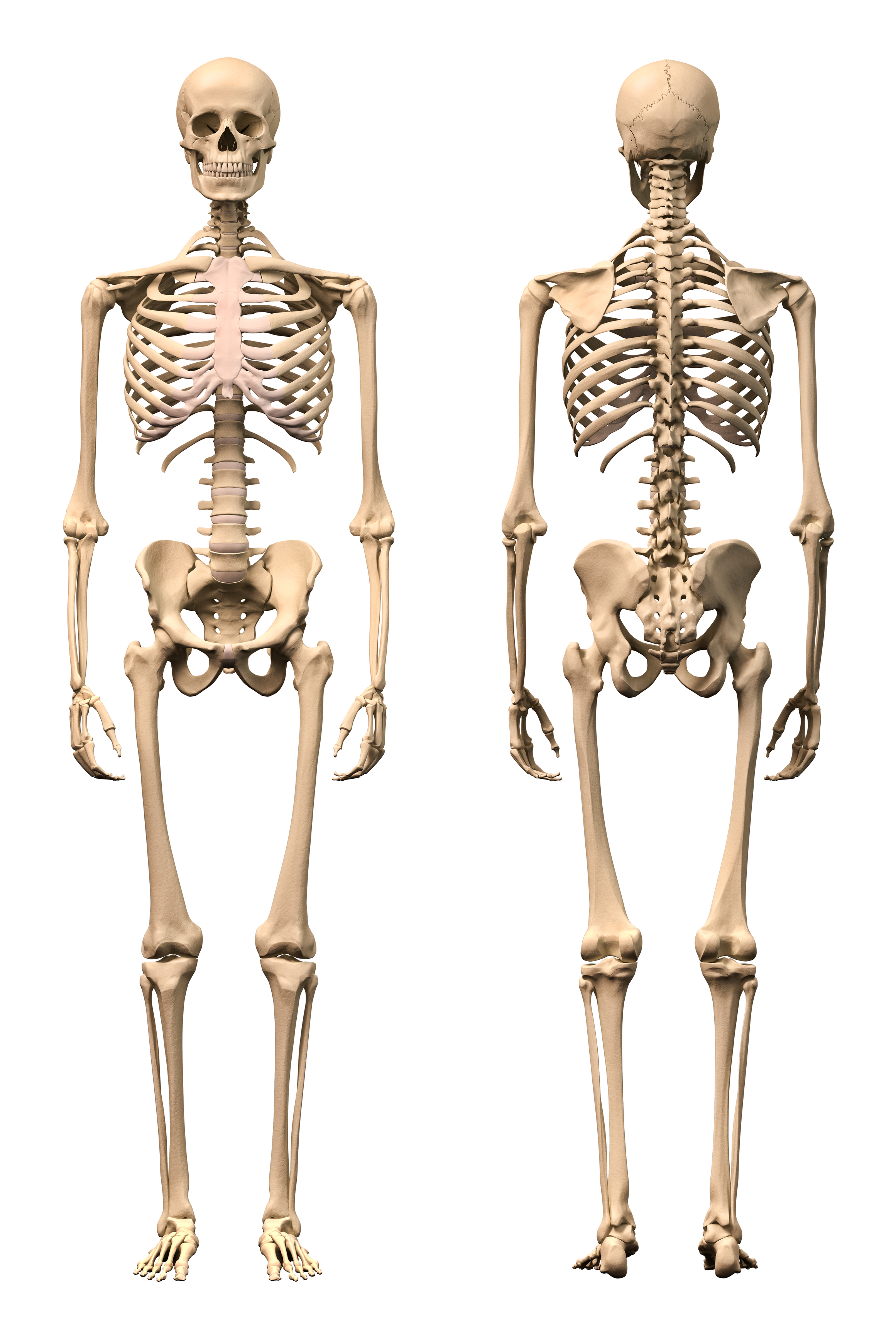 Human Skeleton - KidsPressMagazine.com