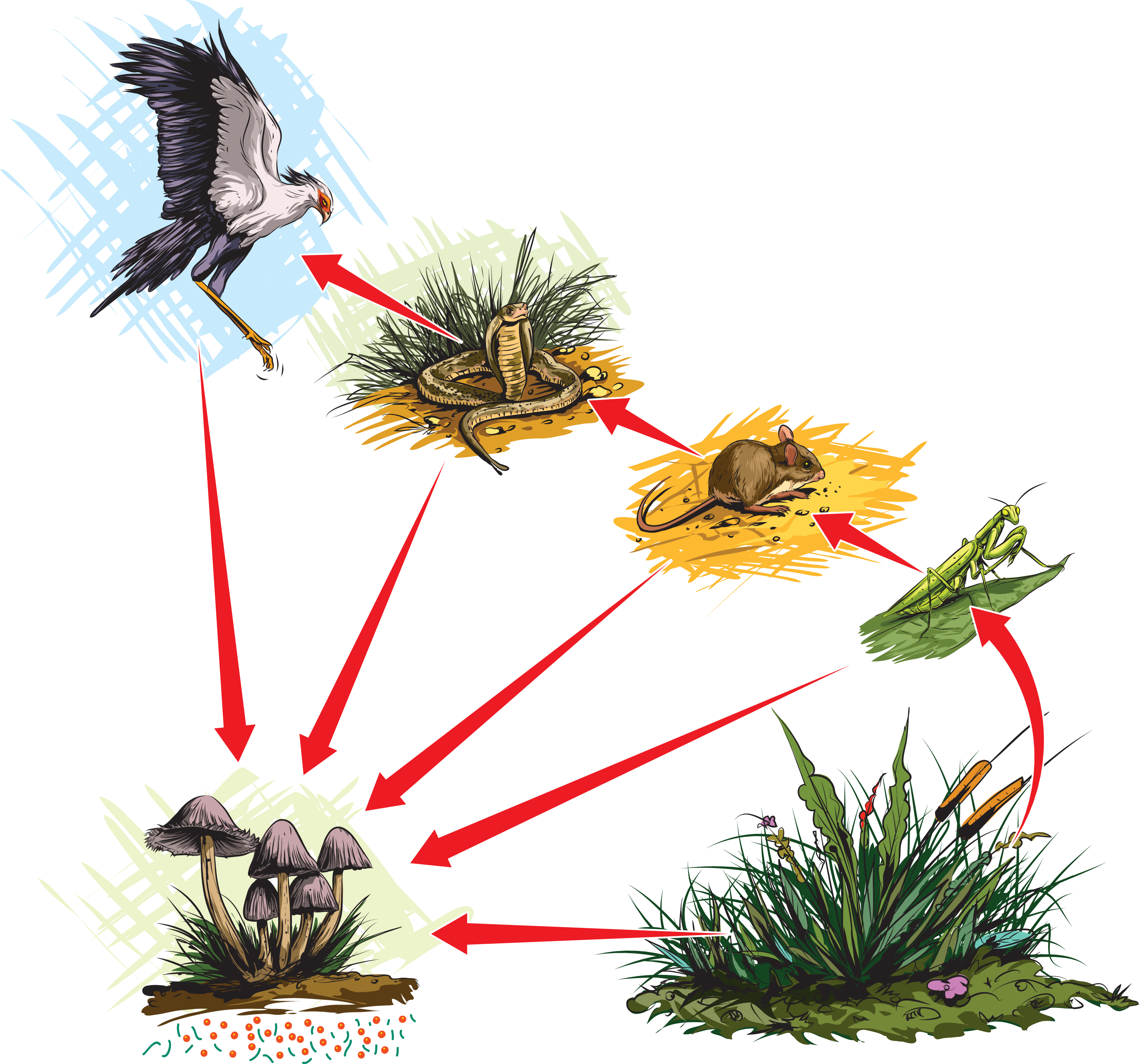 Food Chain - Gambaran