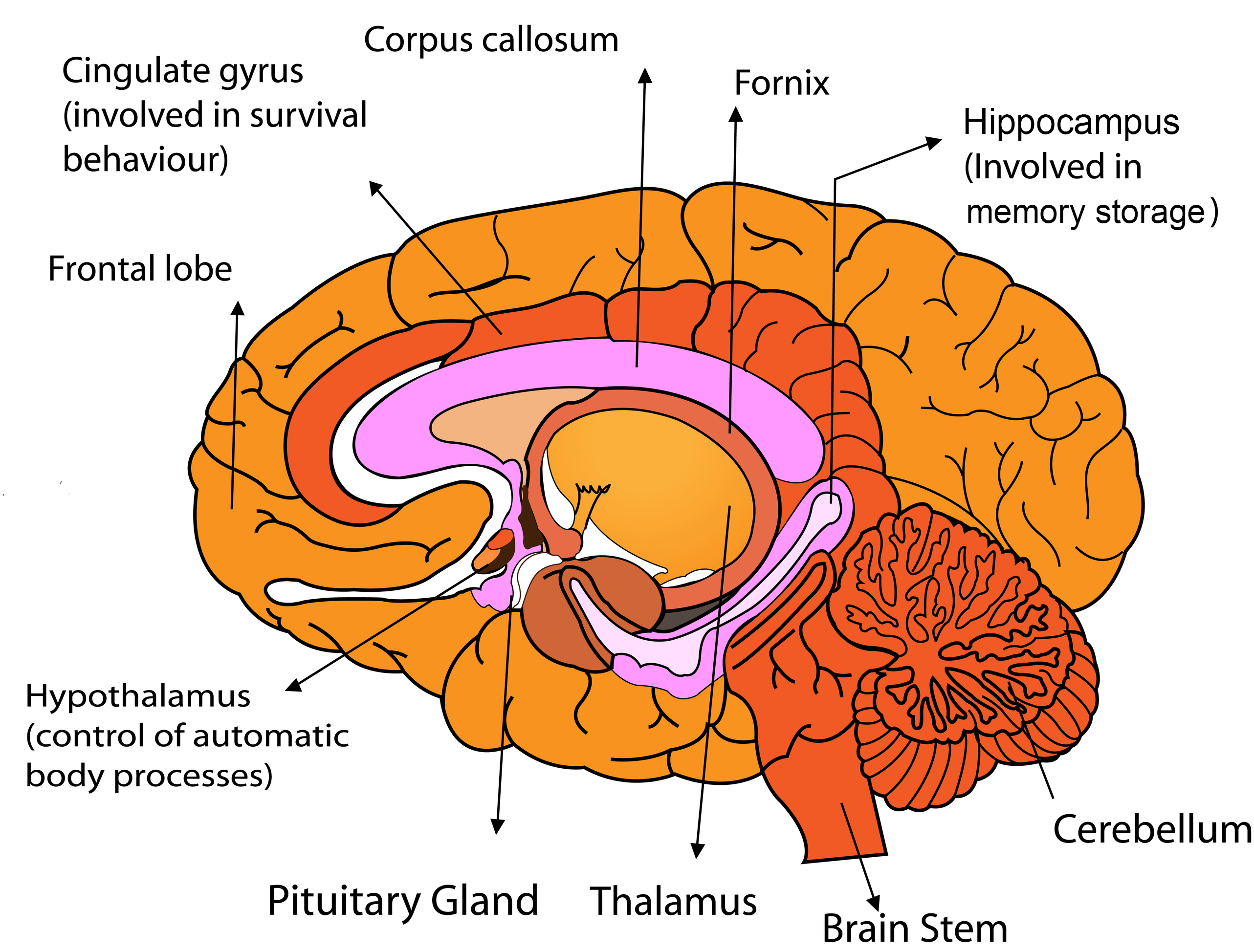 Parts Of The Human Brain KidsPressMagazine