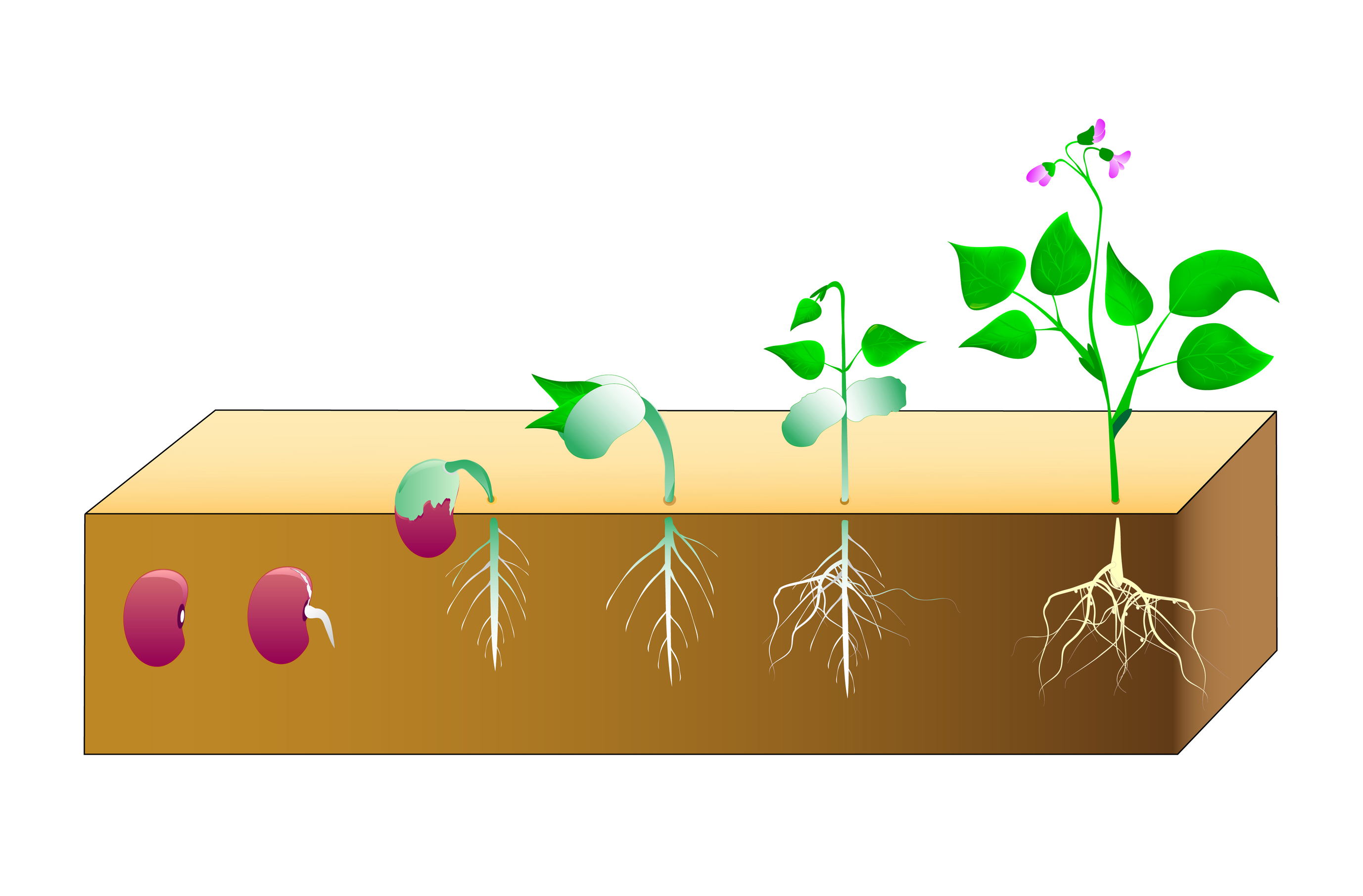 plant life cycle clipart - photo #31