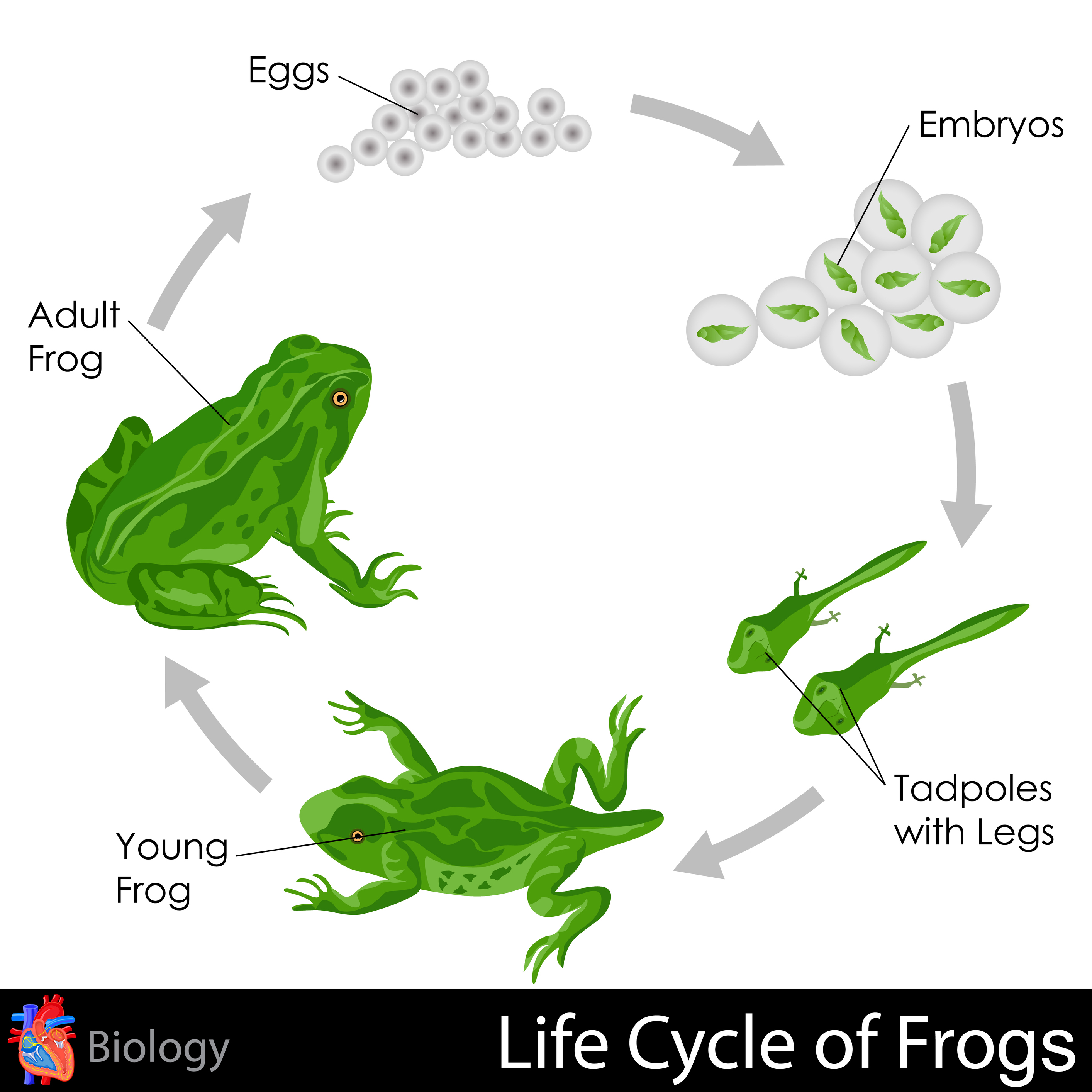 Life Cycle Of Frog Worksheet