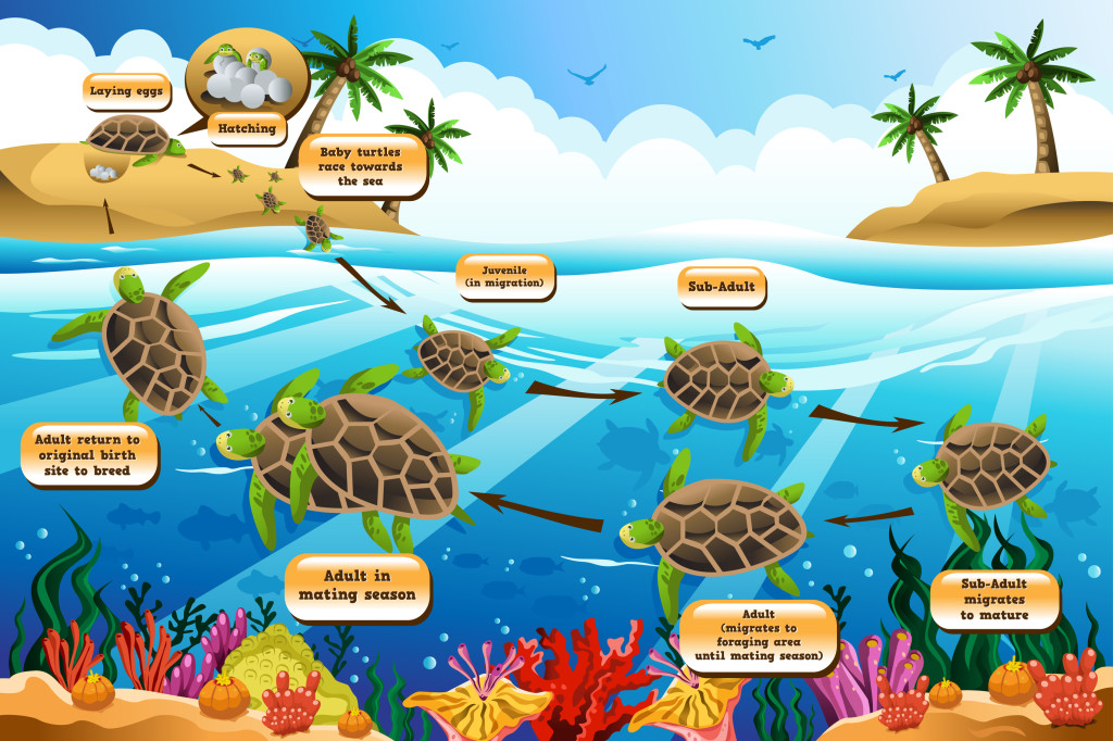 Life Cycle Of Sea Turtles KidsPressMagazine