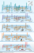 Marine Species Diversity