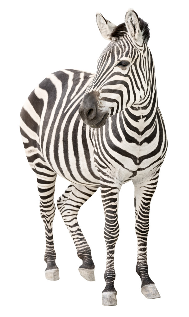 Zebra Facts