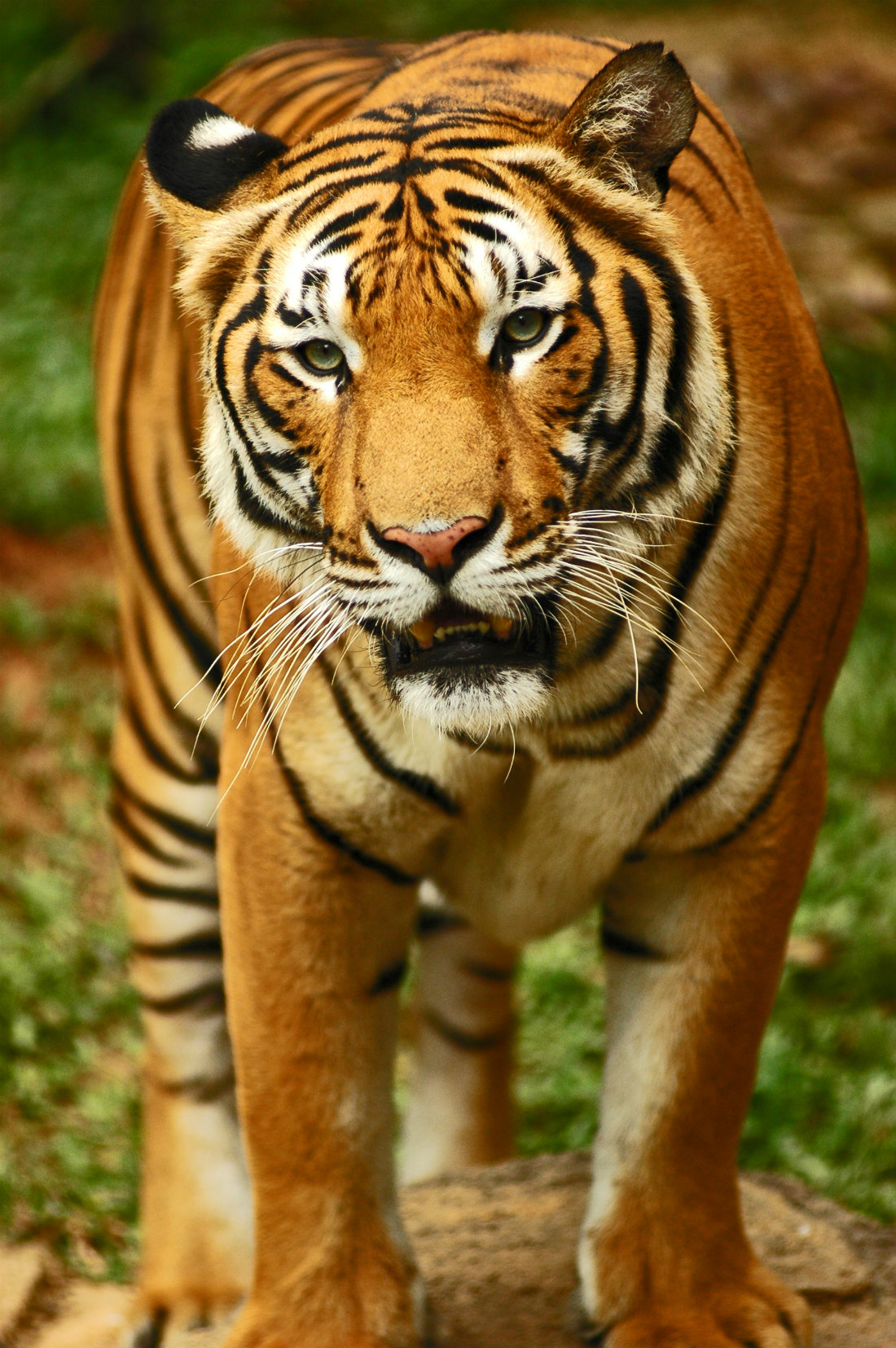 Bengal tiger Facts for Kids