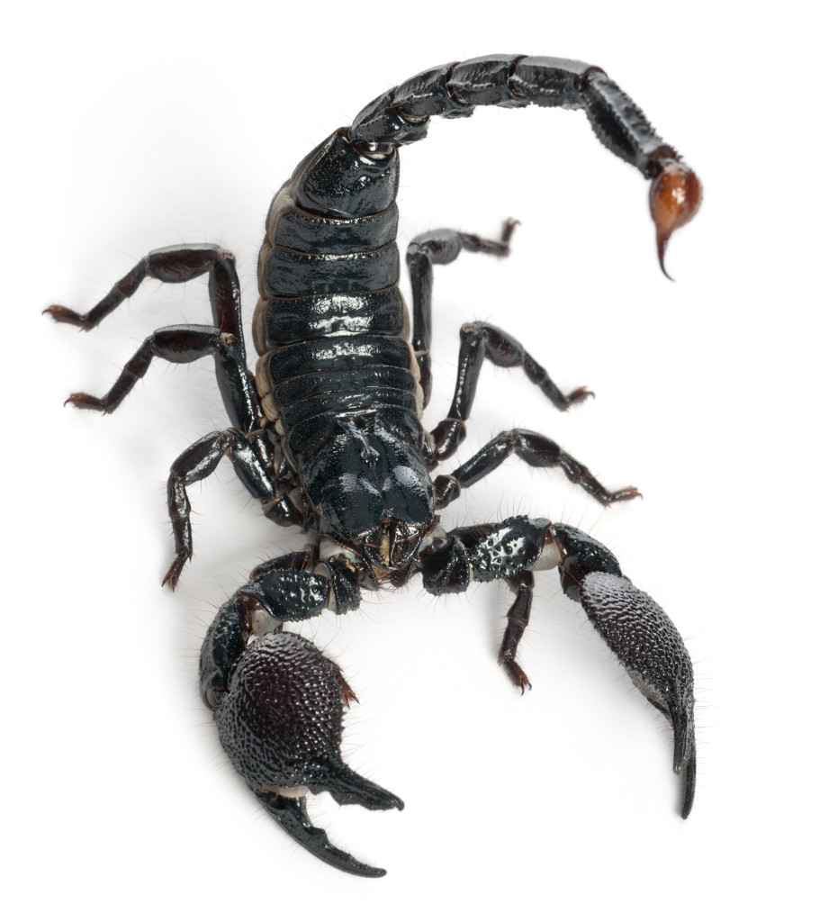 Scorpion Facts