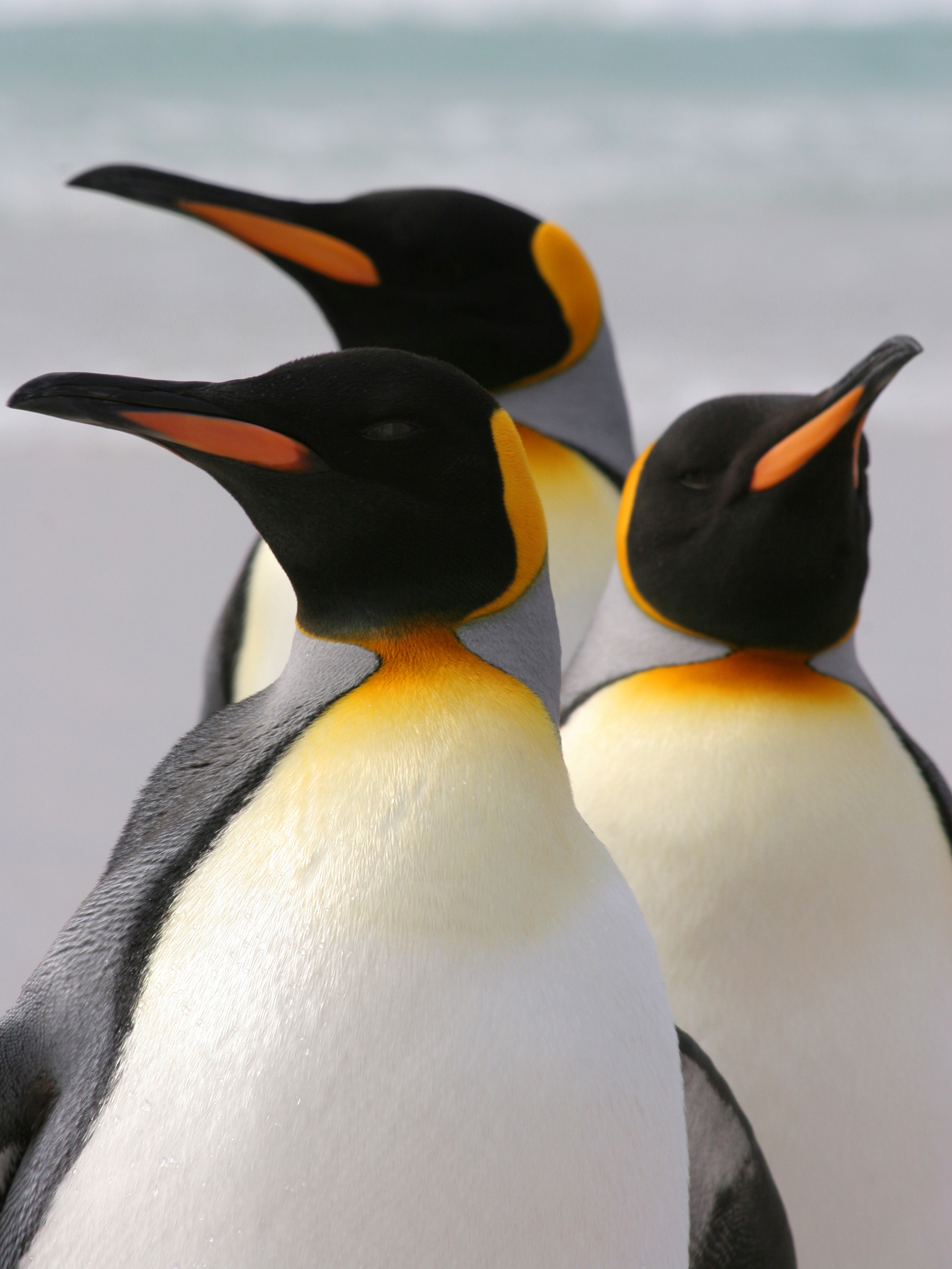 King Penguin  Facts, pictures & more about King Penguin