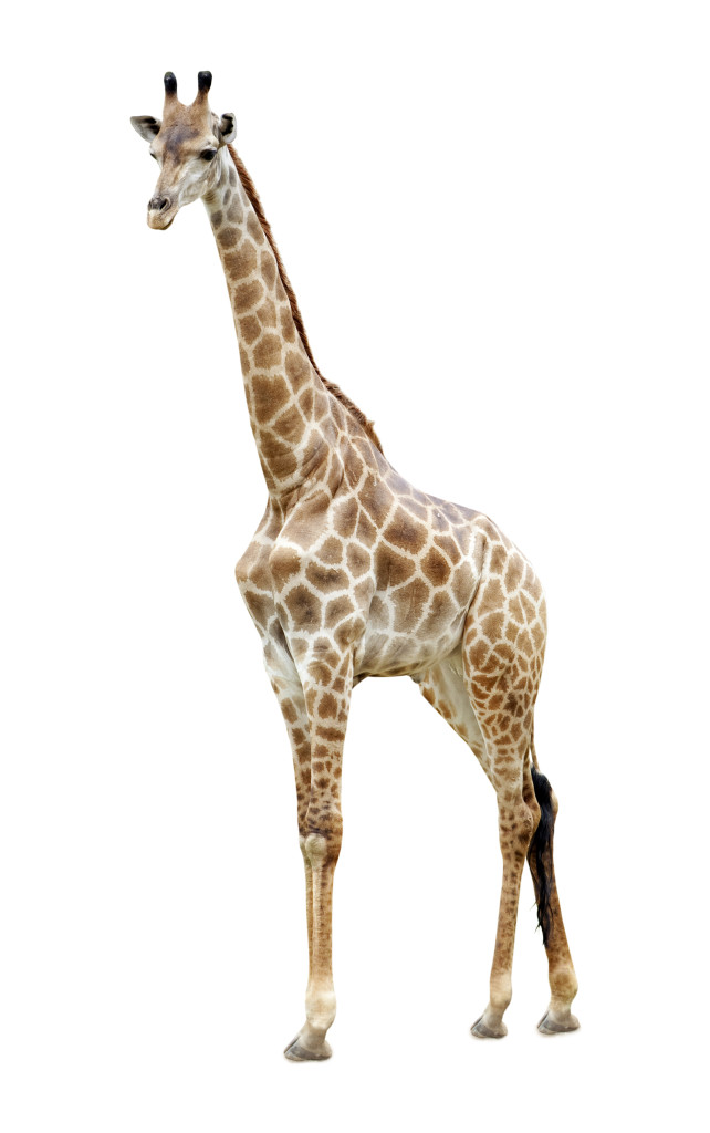 Giraffe Facts