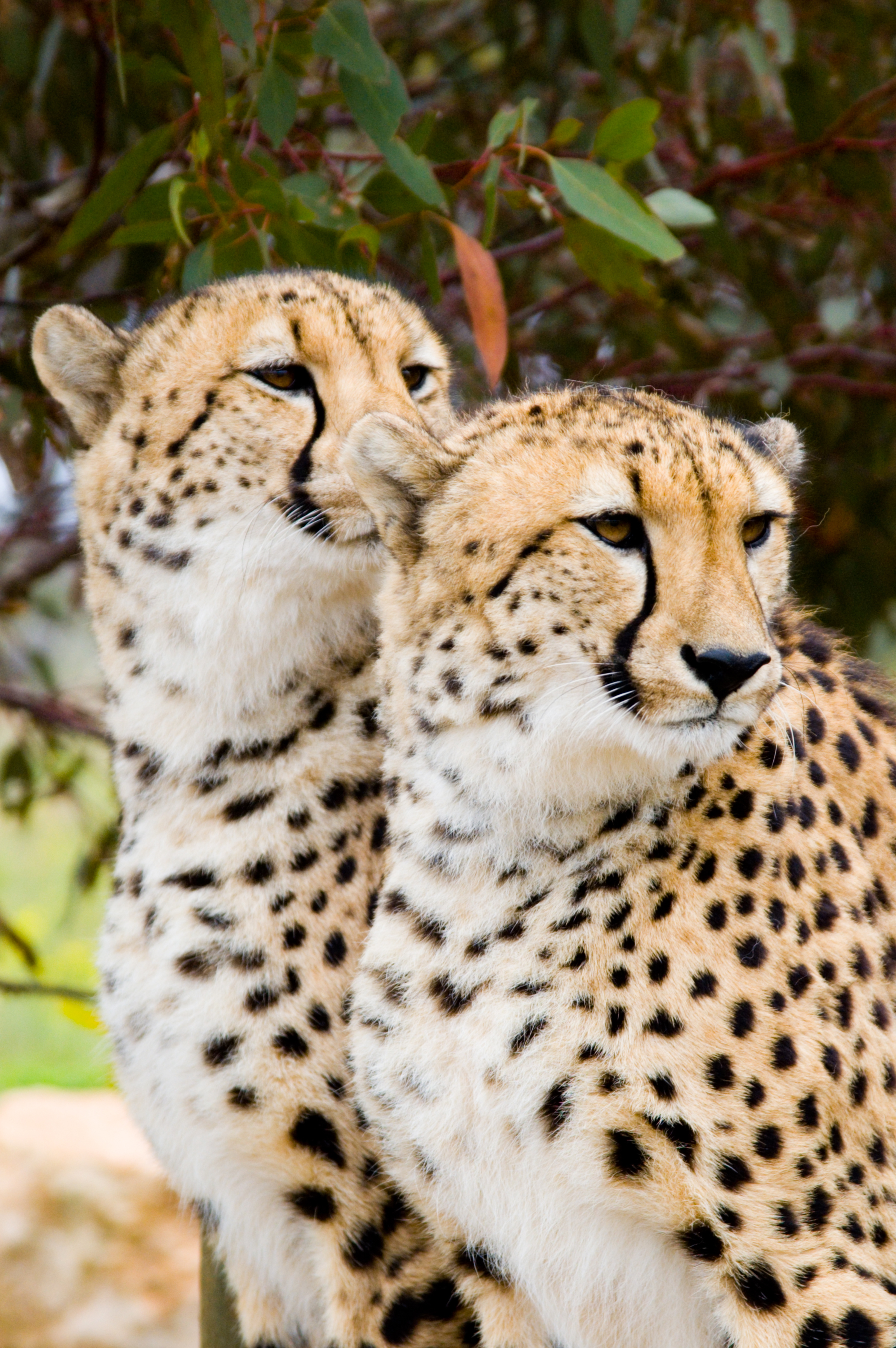 Cheetah Facts - KidsPressMagazine.com