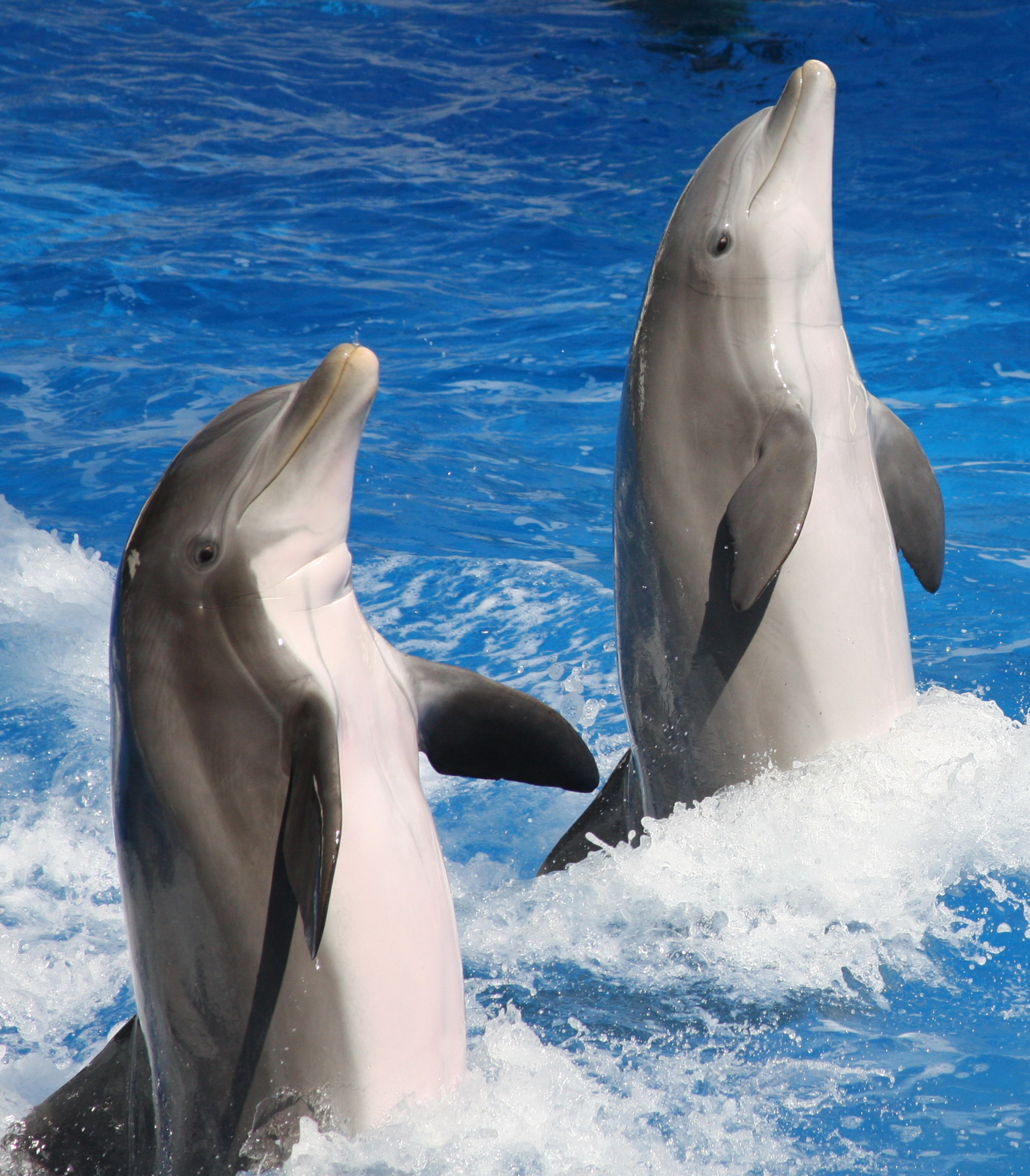 Dolphin Facts KidsPressMagazine