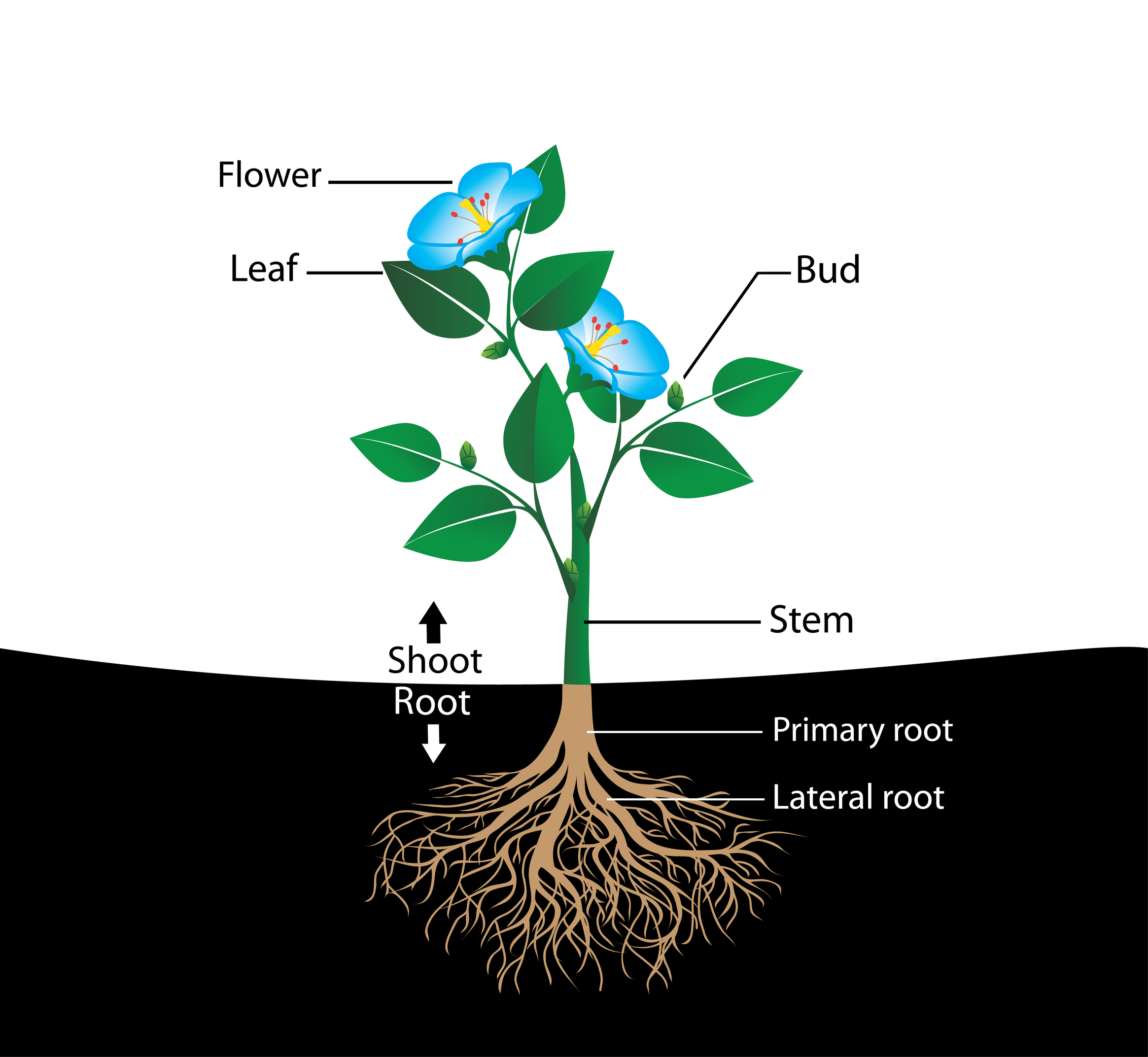 Structure Of Flowering Plants