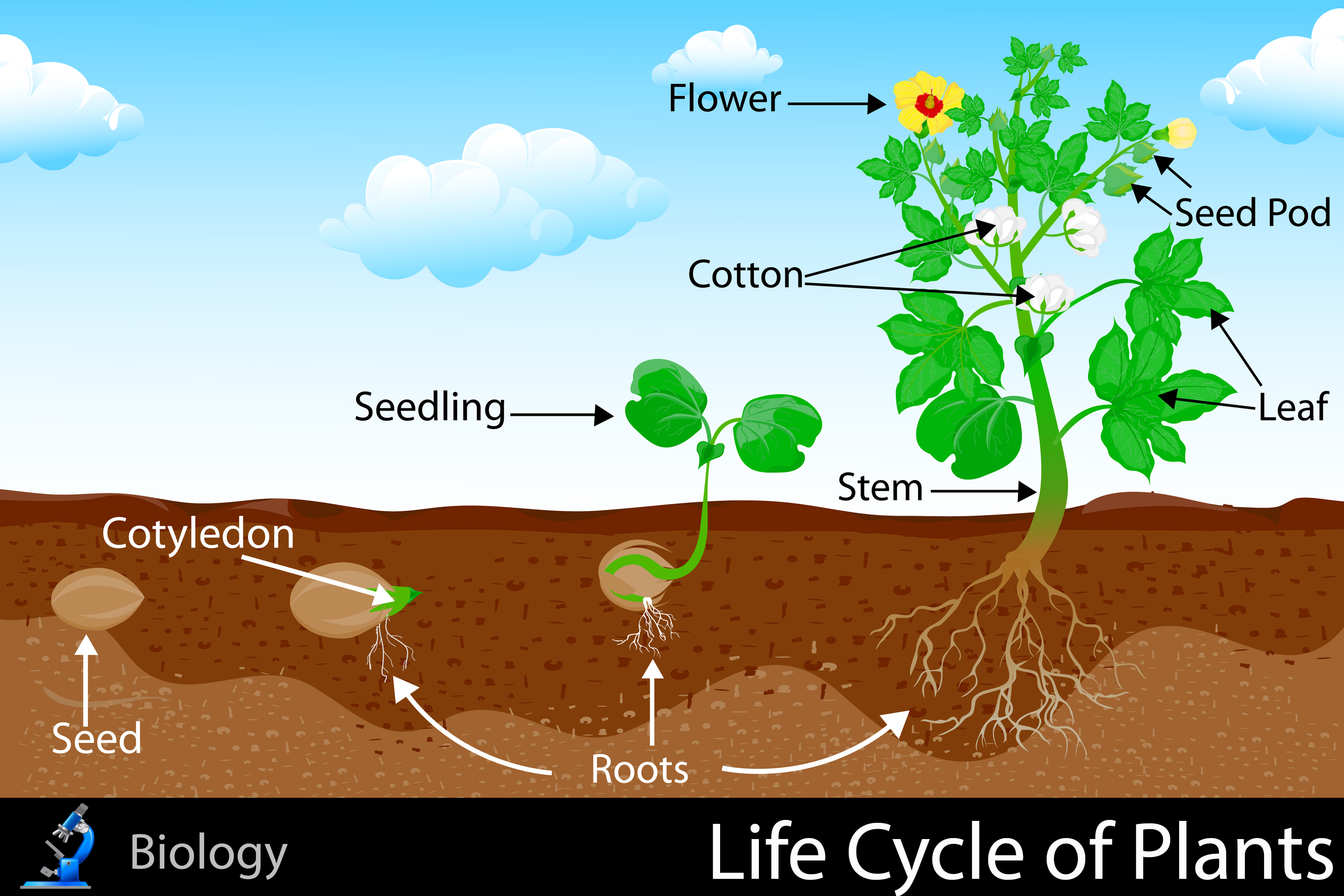 96 Best Ideas For Coloring Life Cycle Of Plants