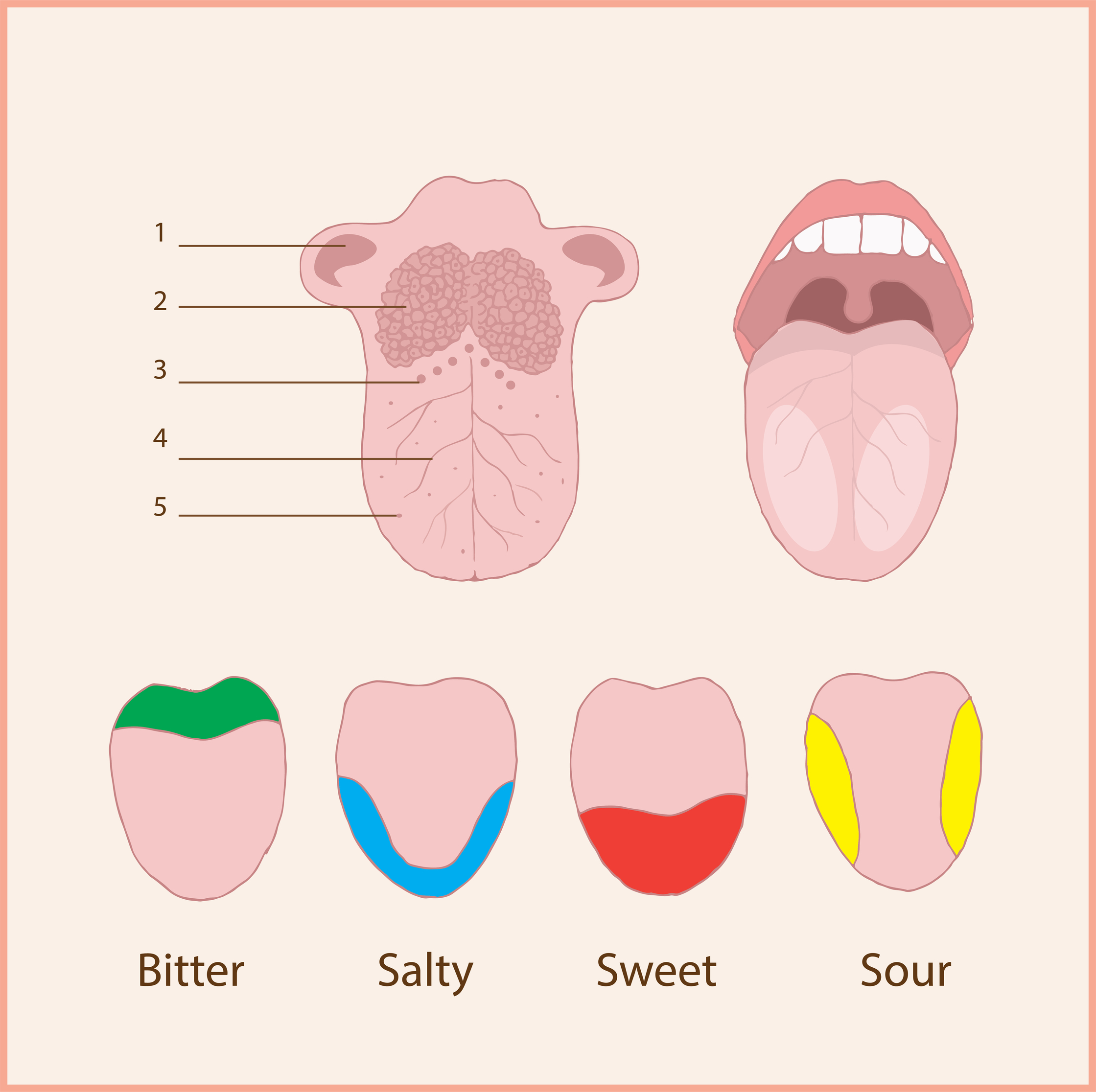 parts of the tongue taste buds
