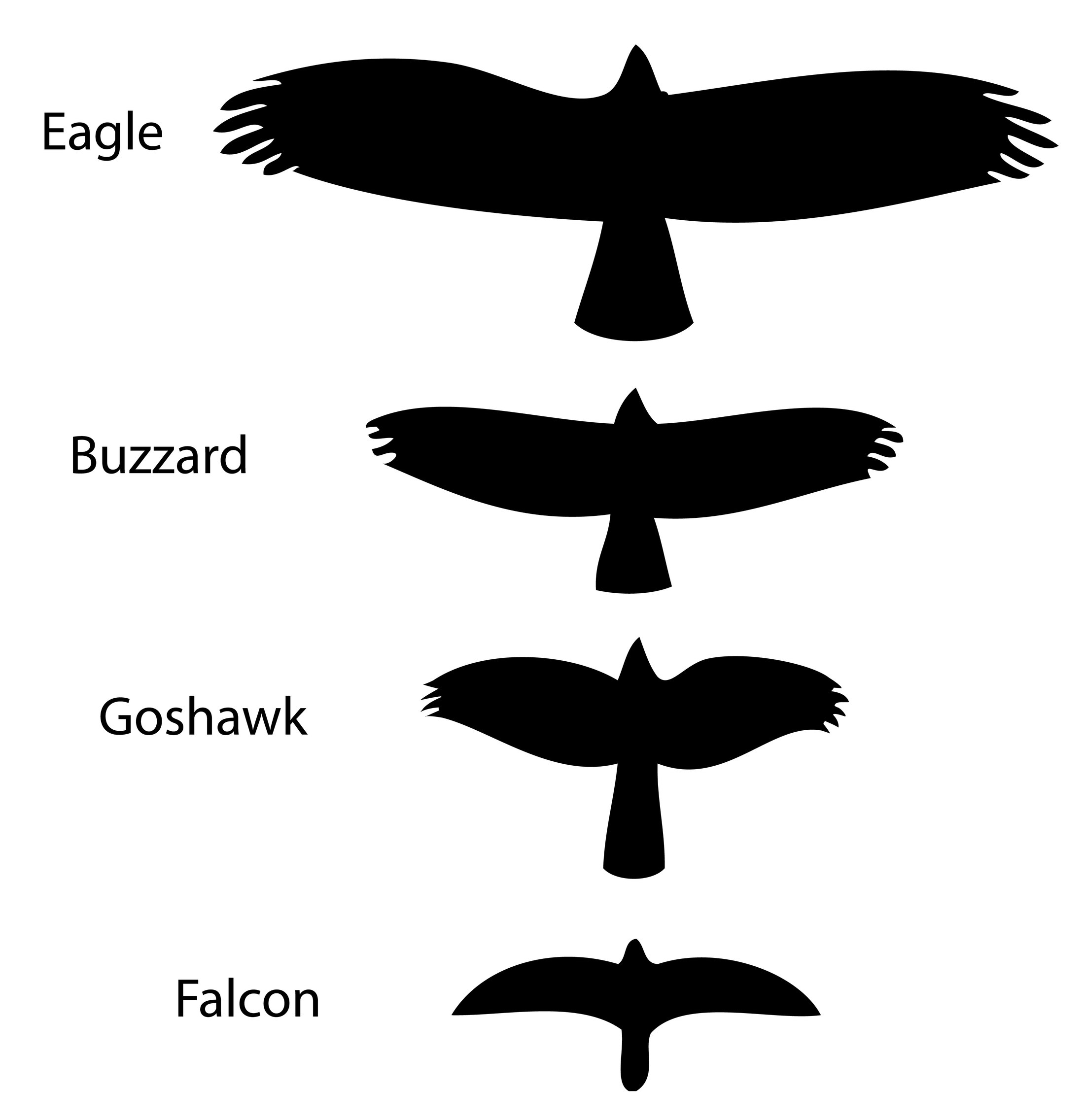 biggest wingspan bird