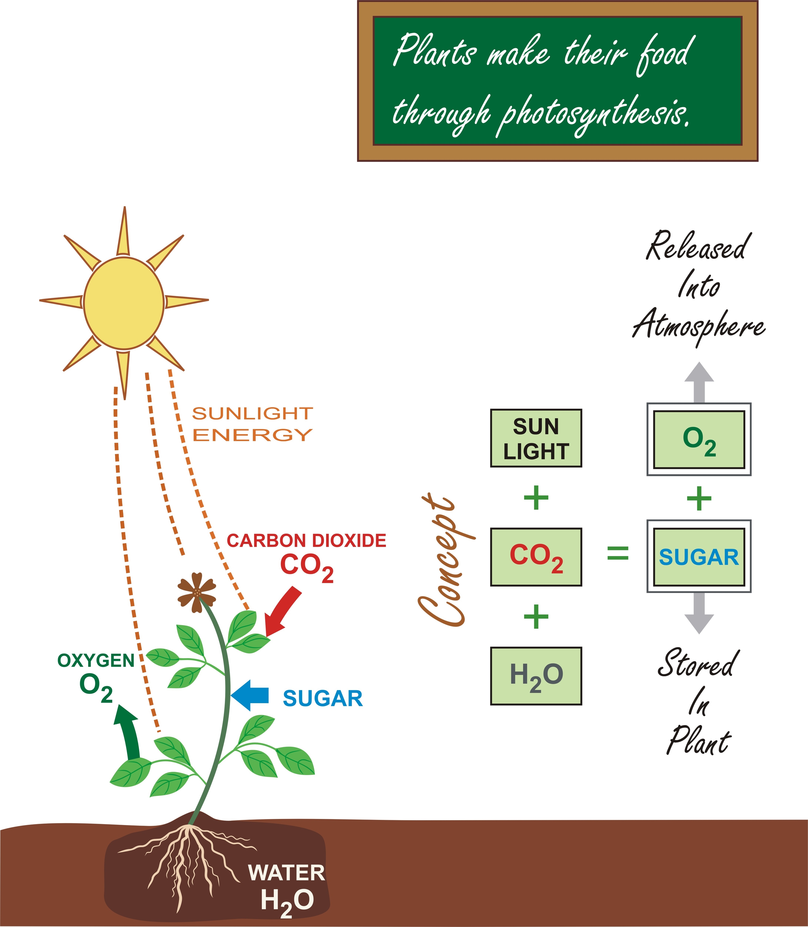 what is the summary reaction of photosynthesis