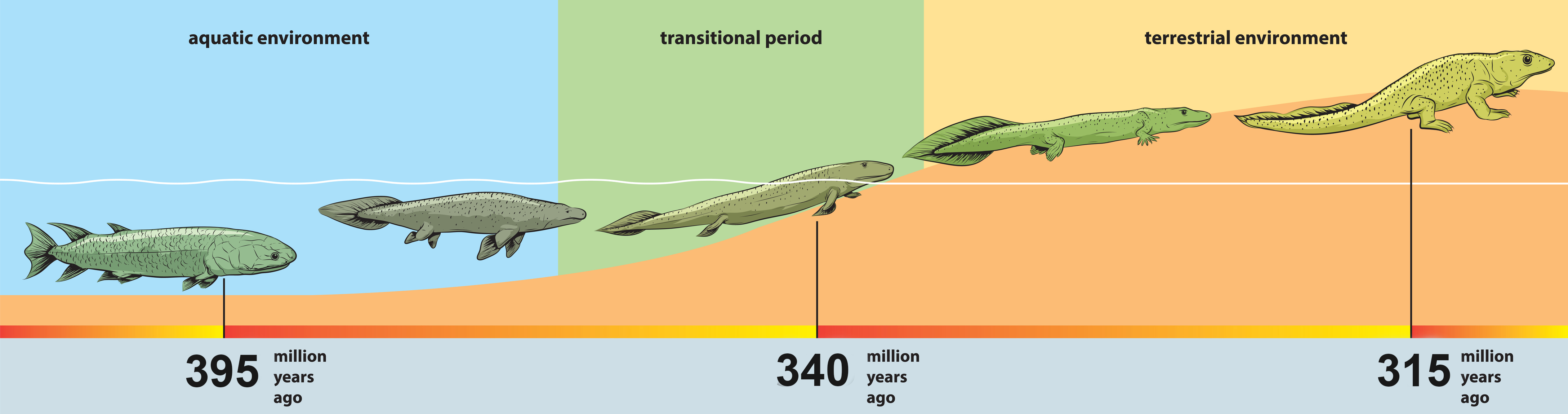 Evolution Of Land Animals KidsPressMagazine