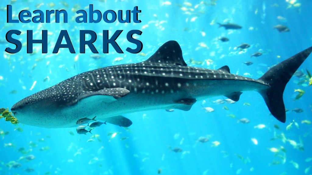 Shark Facts For Kids - KidsPressMagazine.com